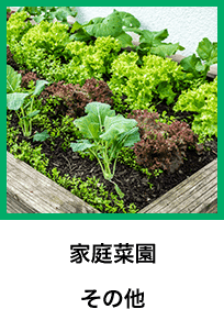 家庭菜園 その他